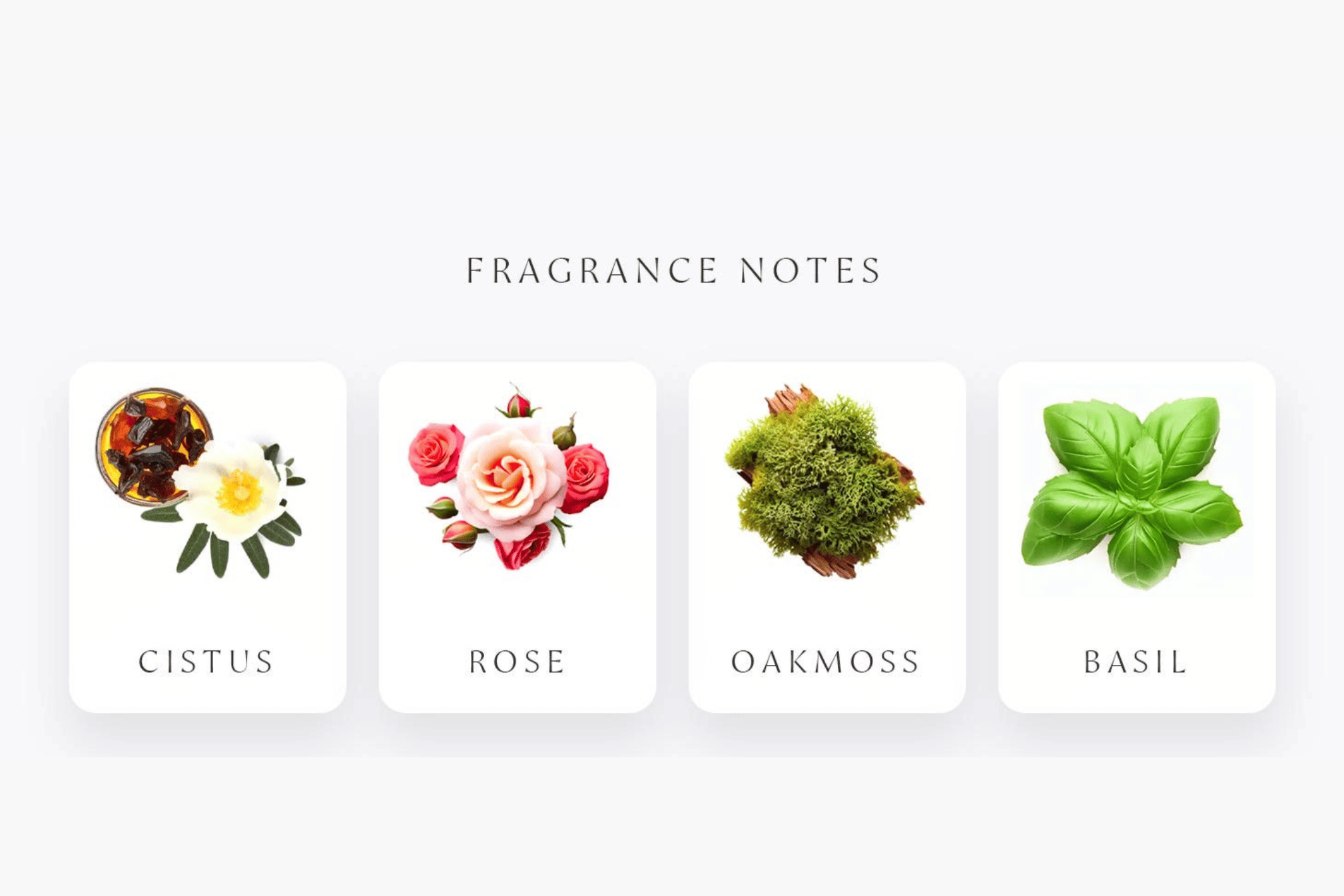 Celestial scent incense fragrance notes  of labdanum, Rose, Oakmoss, and Basil on a white background.